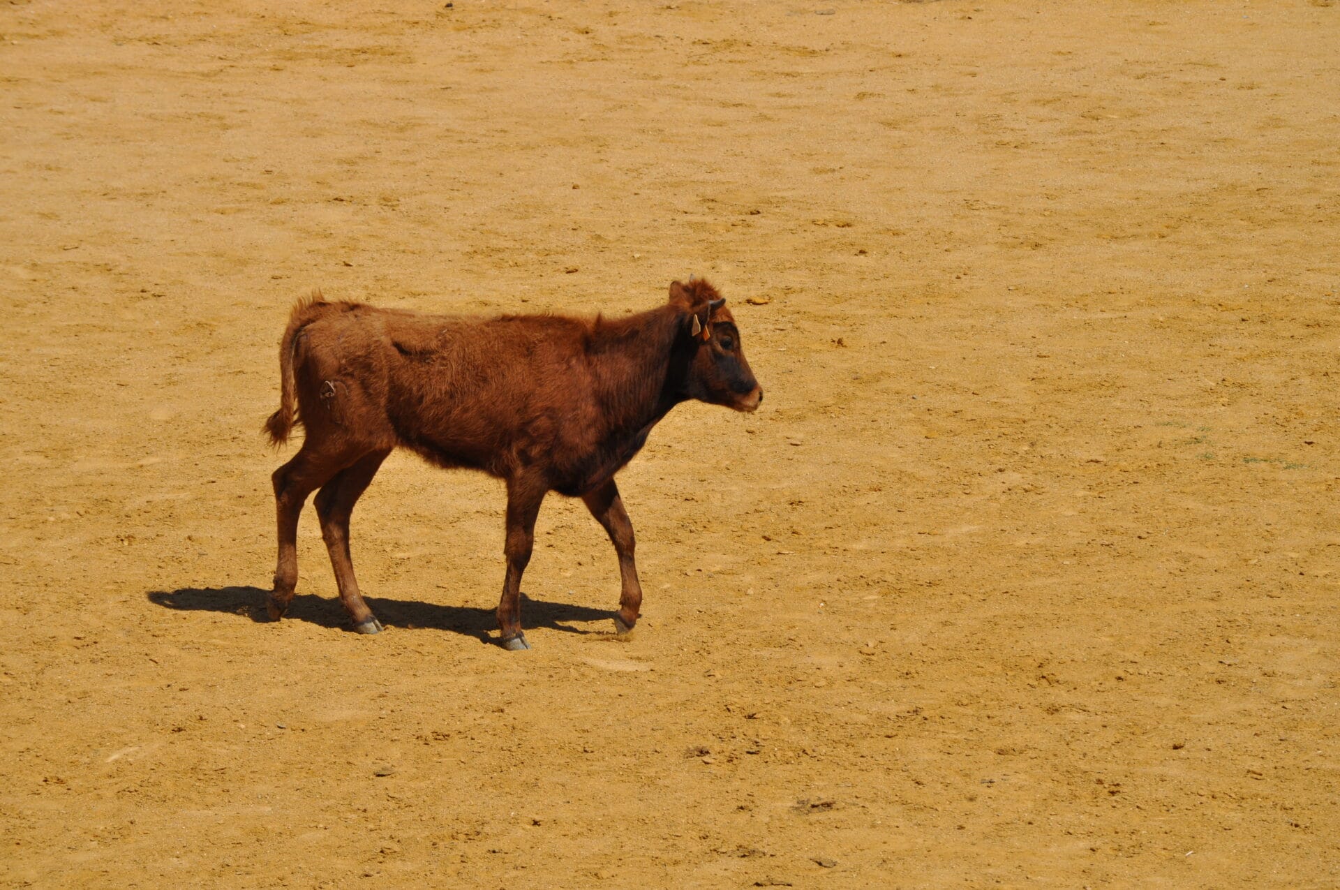 Capea en León